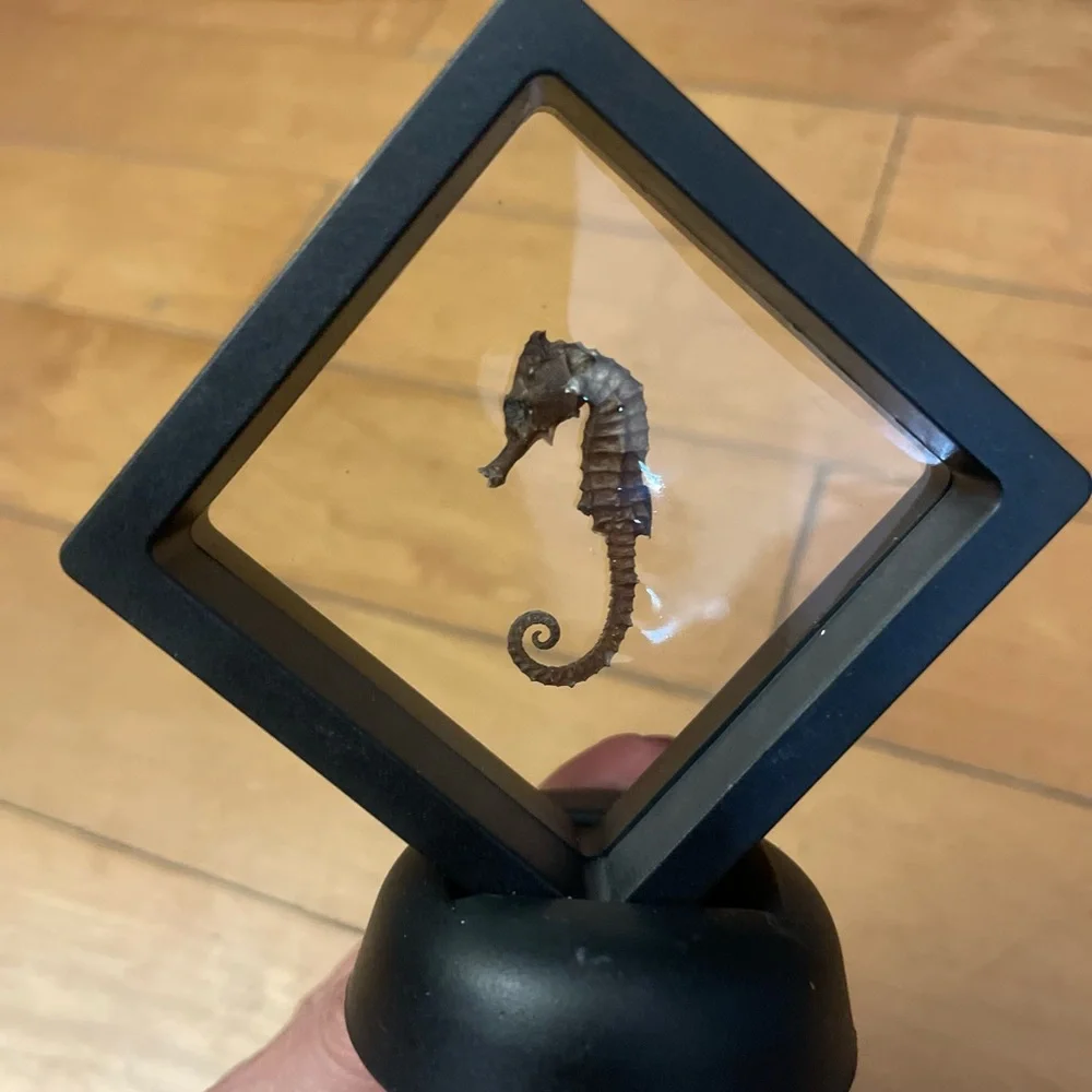 Black Framed Floating Display with Dried Seahorse - Black